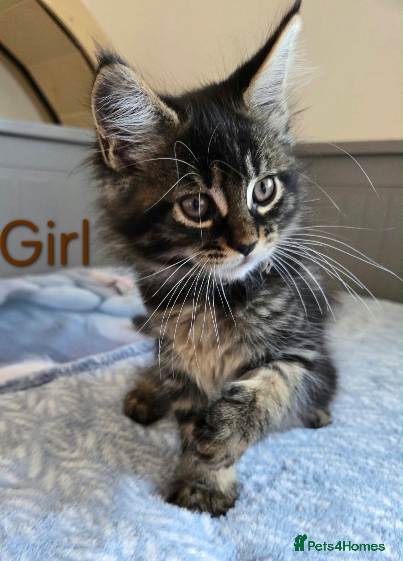 Maine Coon cats for sale: 4 Gorgeous Maine Coon kittens. - Advert 2