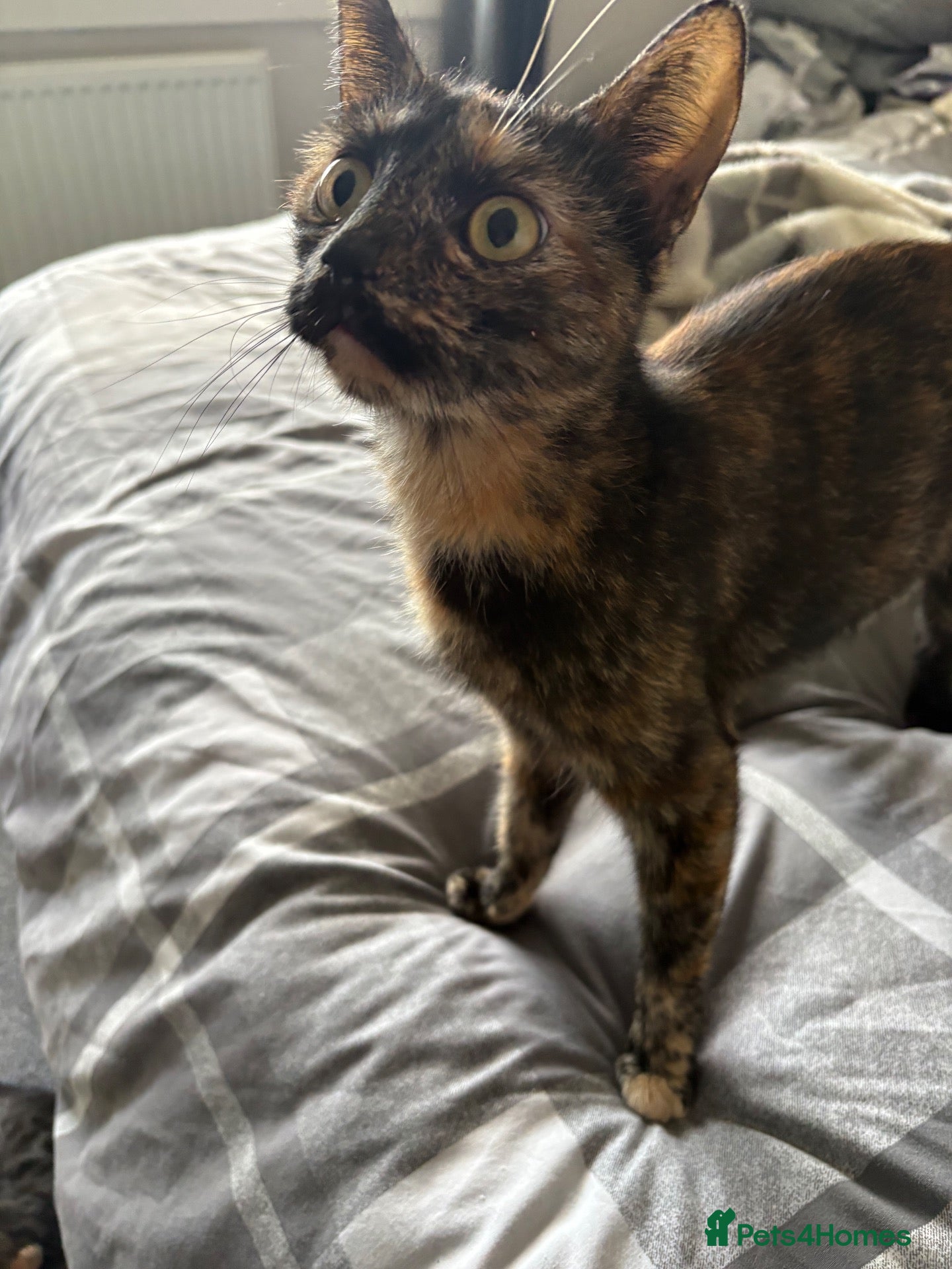 Mixed Breed cats Kittens for sale - Advert 1