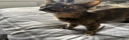 Mixed Breed cats for sale: Kittens for sale in Alfreton - Advert 1