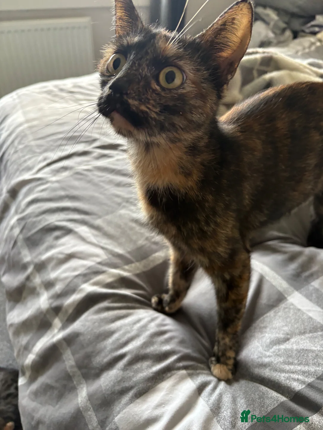 Mixed Breed cats for sale: Kittens for sale in Alfreton - Advert 1