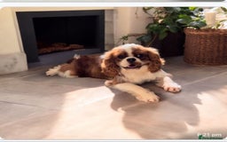 Cavapoo dogs for sale: Adorable cavapoo puppies - Image 6