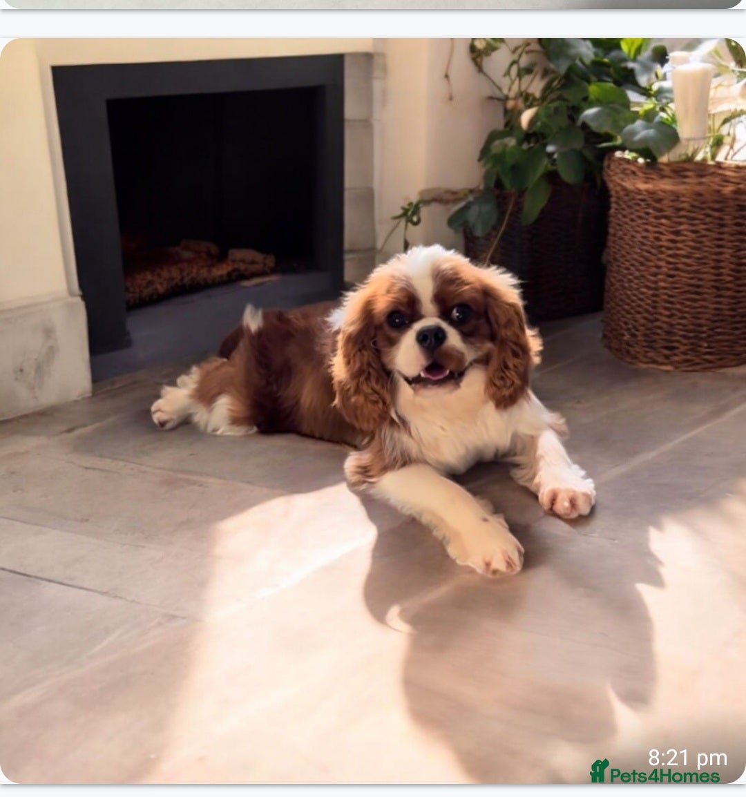 Cavapoo dogs for sale: Adorable cavapoo puppies - Image 6