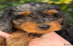 Mixed Breed dogs for sale:  Unique Merle Double Doodle Ready from 9th August - Image 19