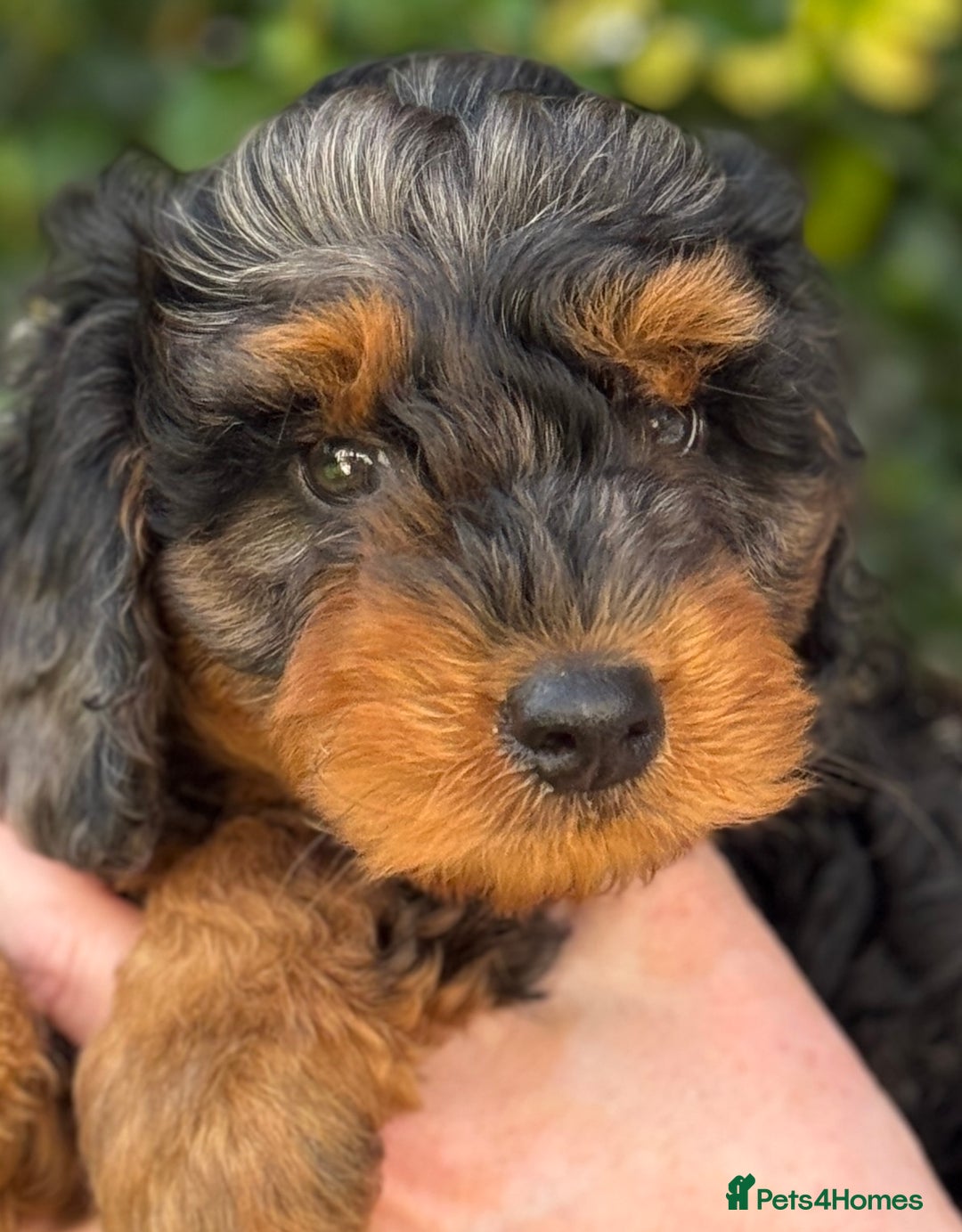Mixed Breed dogs for sale:  Unique Merle Double Doodle Ready from 9th August - Image 19