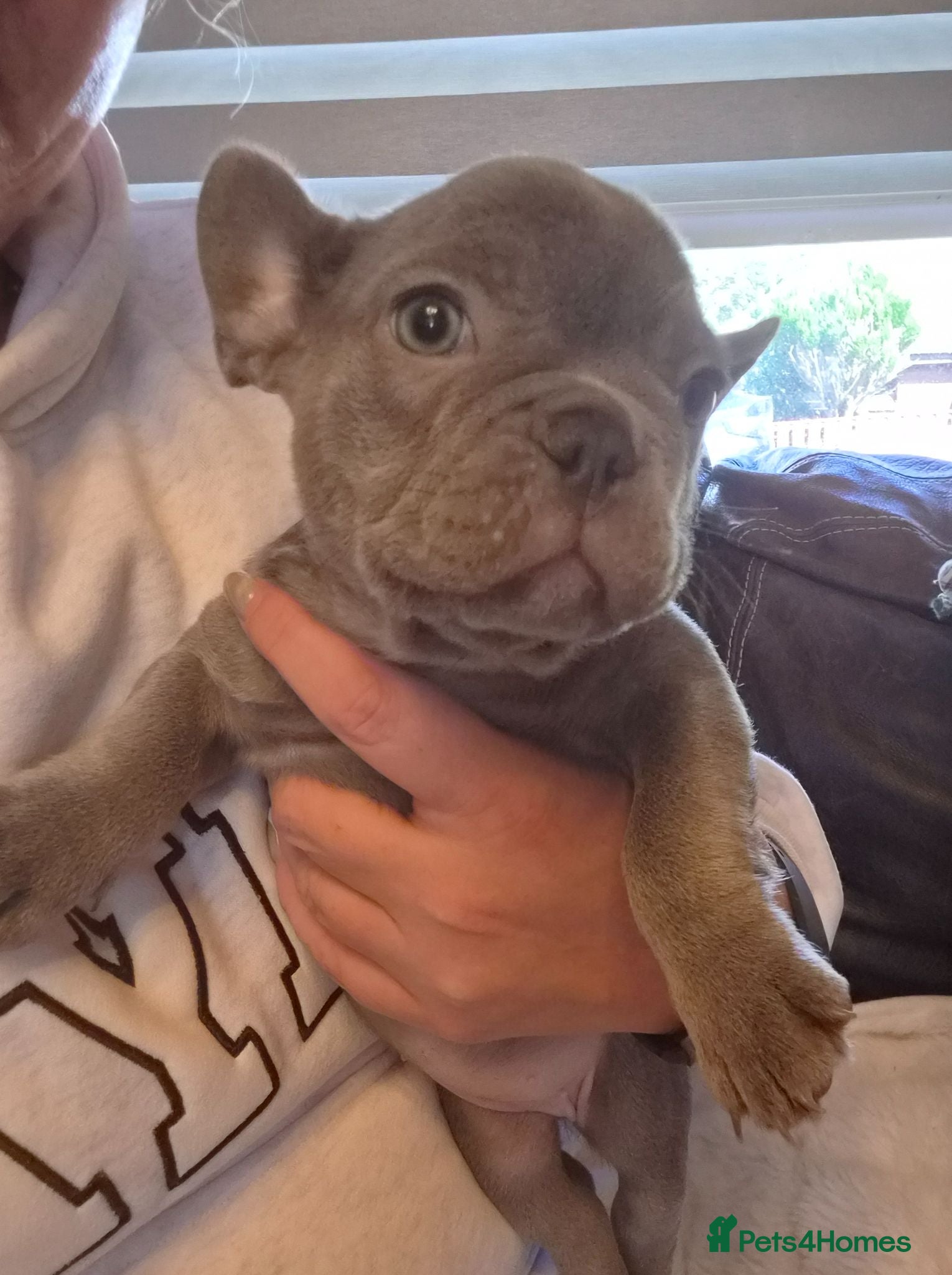 French Bulldog dogs French bulldog puppies  - Advert 1