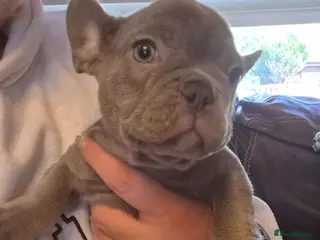 French Bulldog dogs French bulldog puppies - Advert 1