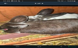 Rex rabbits for sale: Adult rabbits 20£ - Image 4
