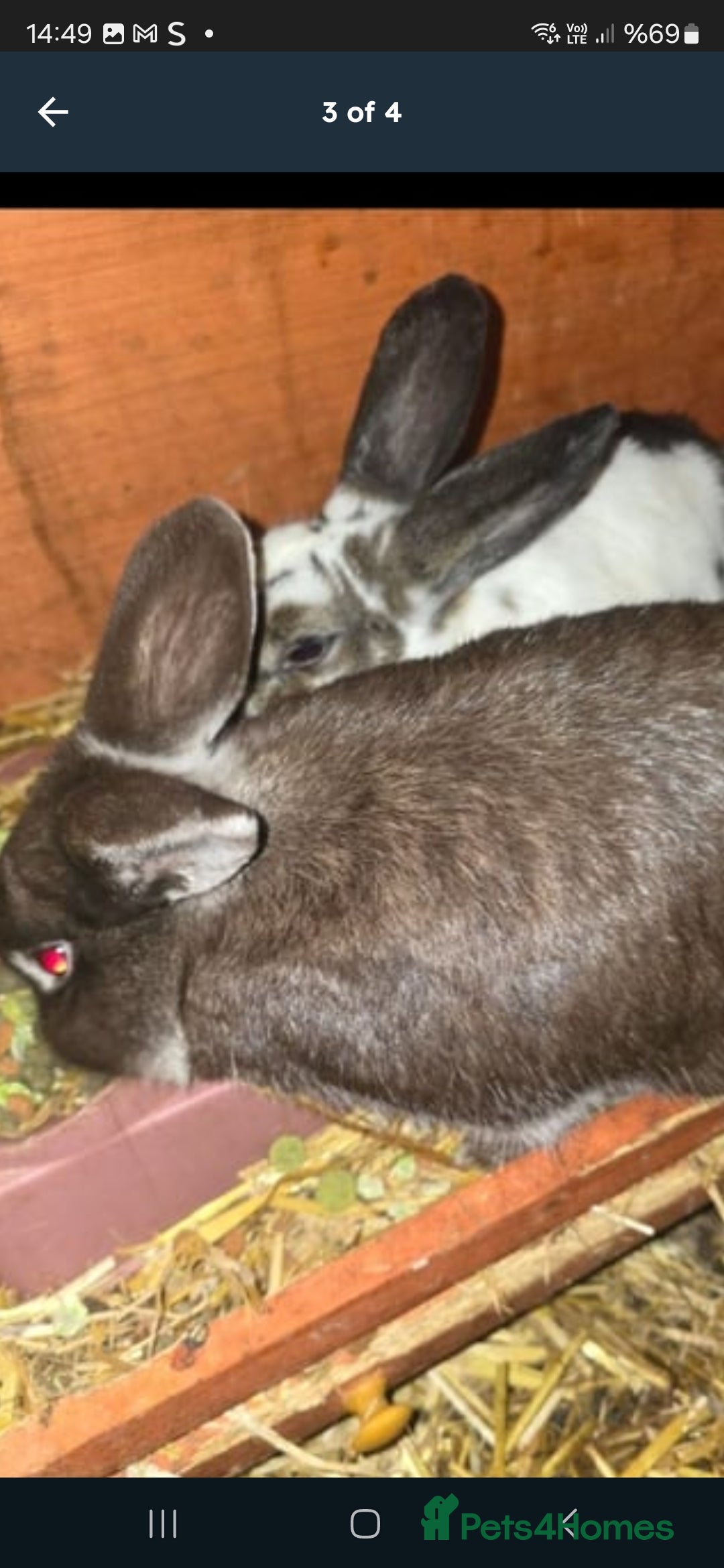 Rex rabbits for sale: Adult rabbits 20£ - Image 4
