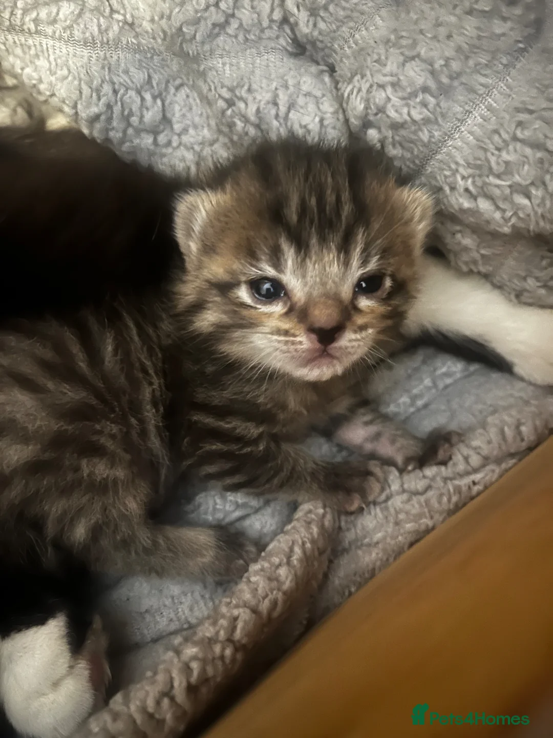 Mixed Breed cats for sale: 5 kittens for sale  - Advert 2