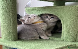 British Shorthair cats for sale: 3 GCCF British Shorthair Kittens– Champion Lines - Image 16