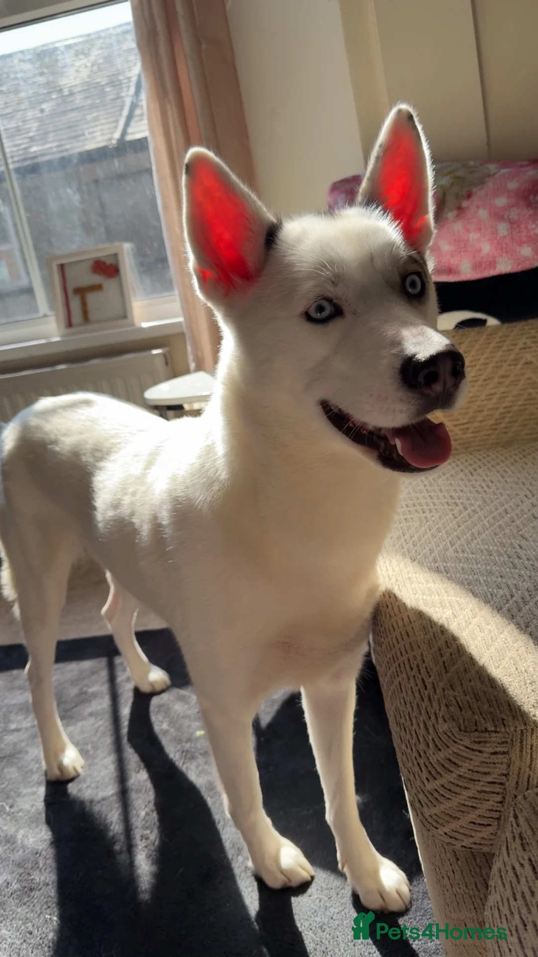 Siberian Husky dogs for sale: 1 year old Siberian husky - Advert 1