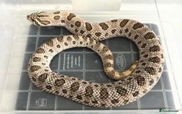 Snake reptiles for sale: 1.1 Western Hognose pair - Image 1