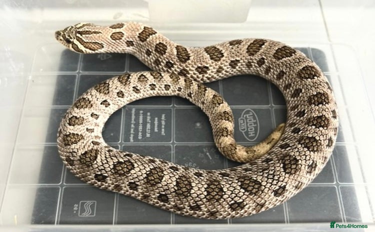 Snake reptiles - Advert 1