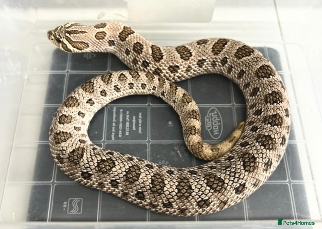 Snake reptiles for sale: 1.1 Western Hognose pair - Image 1