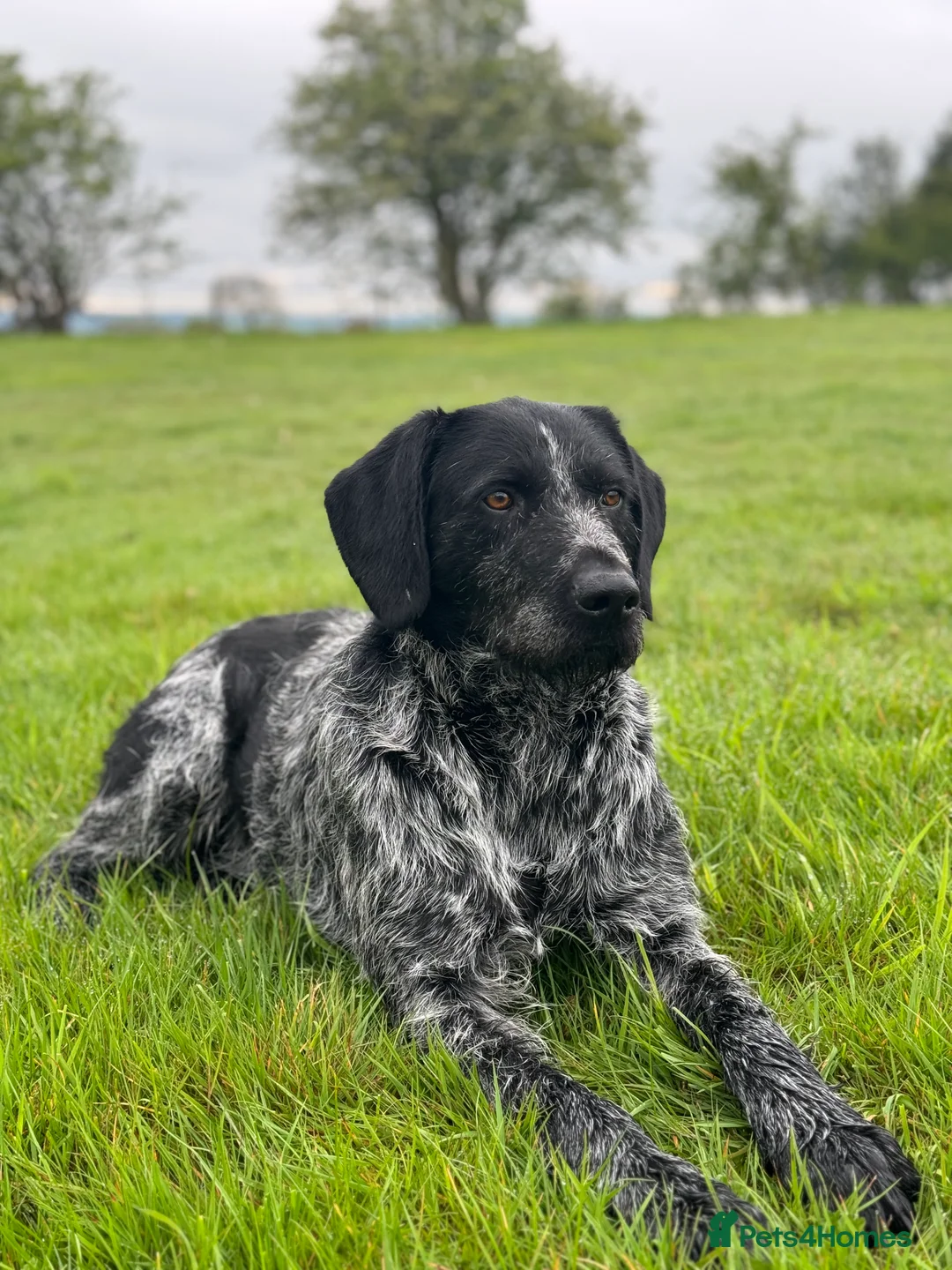 German Wirehaired Pointer dogs for stud: Experienced Fully Health Tested GWP at Stud  in Ripon - Advert 4