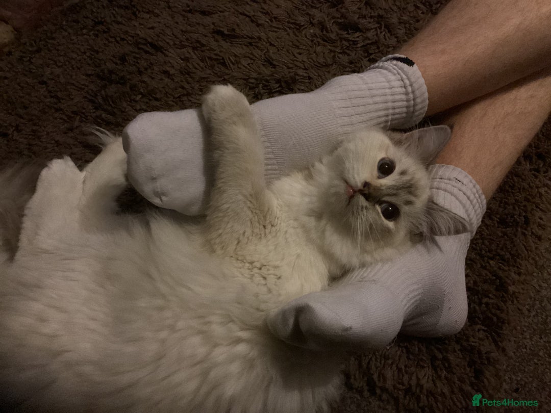 Ragdoll cats for sale: Beautiful GCCF Female Ragdoll - Image 5