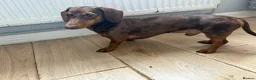 Miniature Dachshund dogs for sale: Miniature dachshund puppies  - Advert 5
