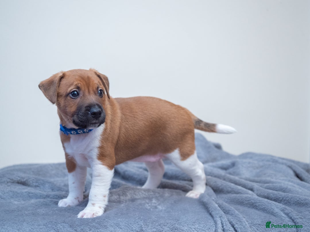 Plummer Terrier dogs for sale: Lovely Plummer Pupps - Advert 24
