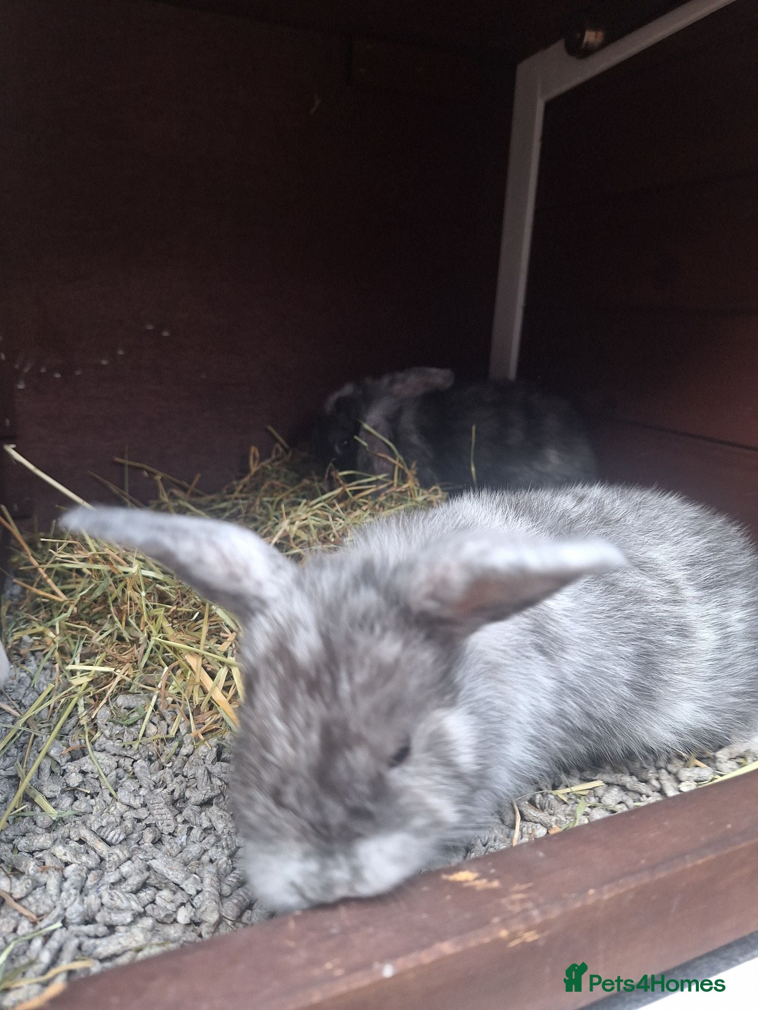 Mini Lop rabbits Mini lop babies  - Advert 1