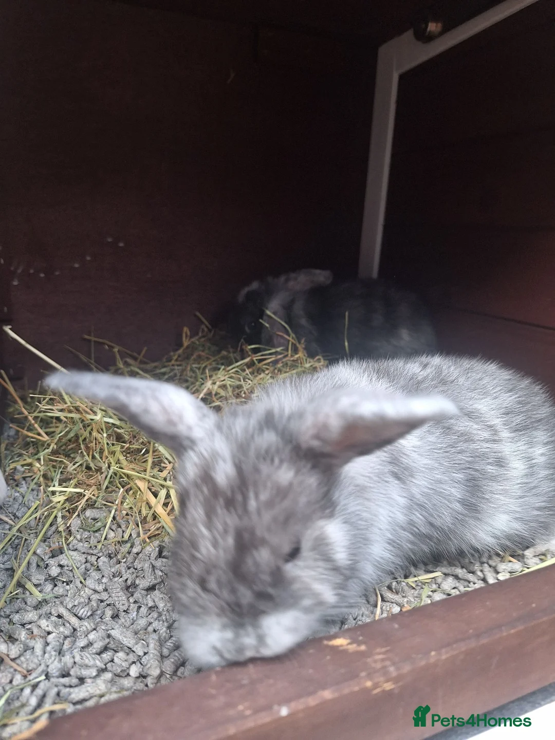 Mini Lop rabbits for sale: Mini lop babies  in Chesterfield - Advert 1