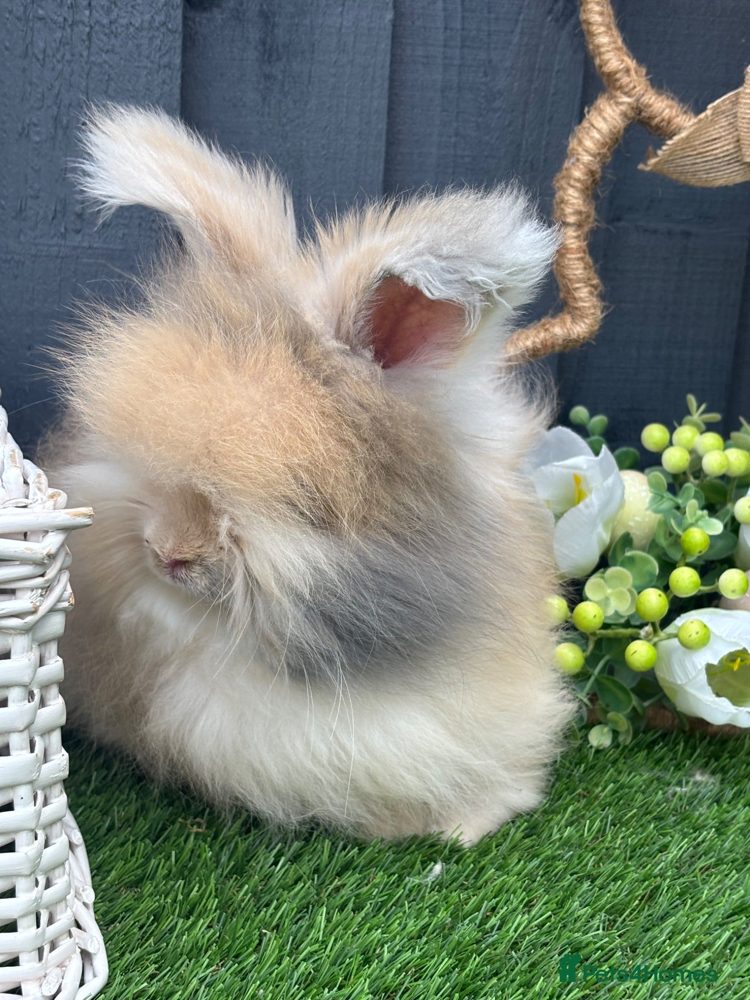 Angora rabbits Angora max faced bunnies  - Advert 6
