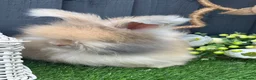 Angora rabbits for sale: Angora max faced bunnies  - Advert 1