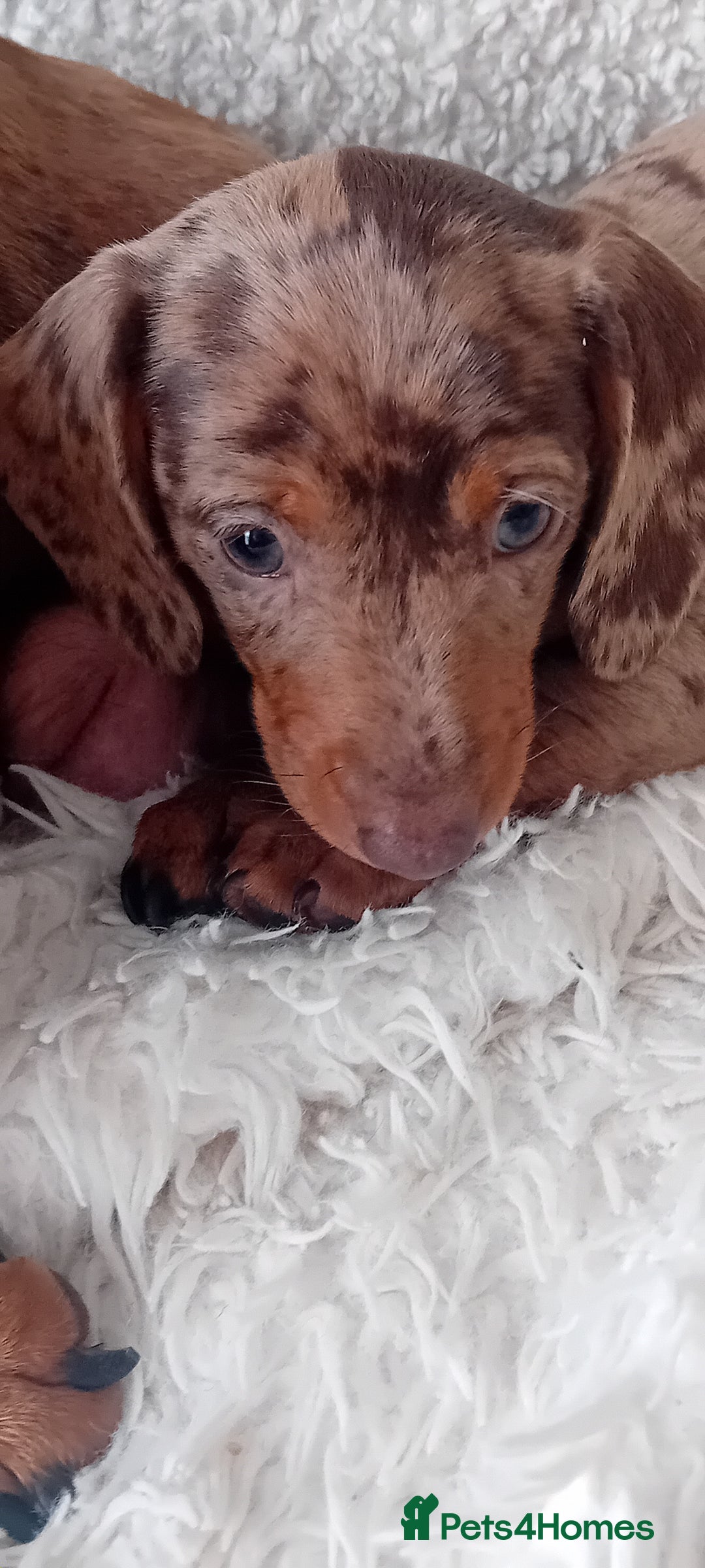 Miniature Dachshund dogs for sale: 2 dapple girls - Advert 2