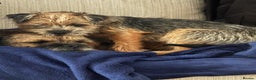 Border Terrier dogs for sale: Beautiful Pure Border Terriers  - Advert 2