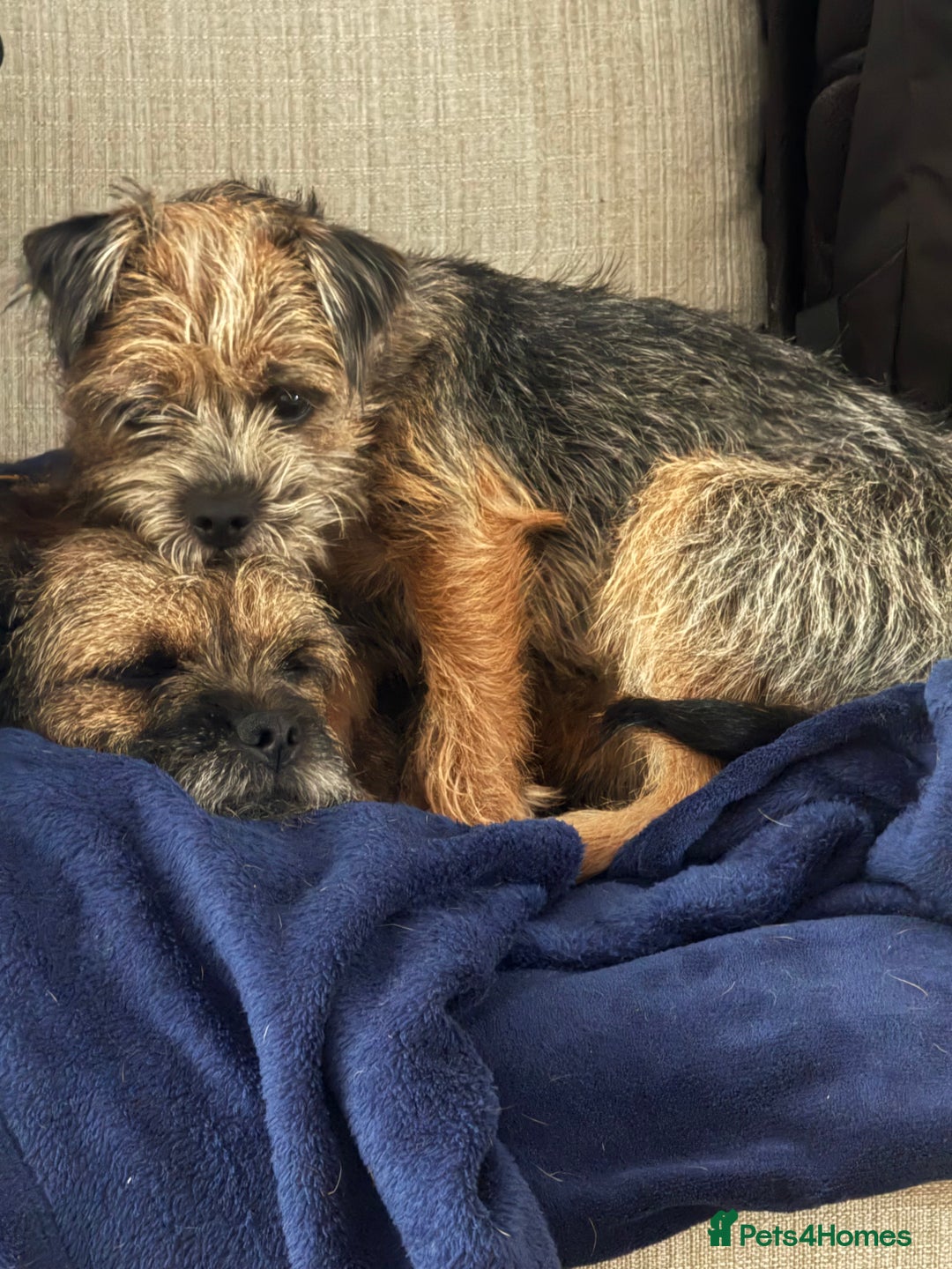 Border Terrier dogs for sale: Beautiful Pure Border Terriers  - Advert 2