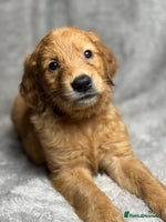Golden Retriever dogs Beautiful chunkygolden’s READY TO LEAVE NEXT WEEK - Advert 10