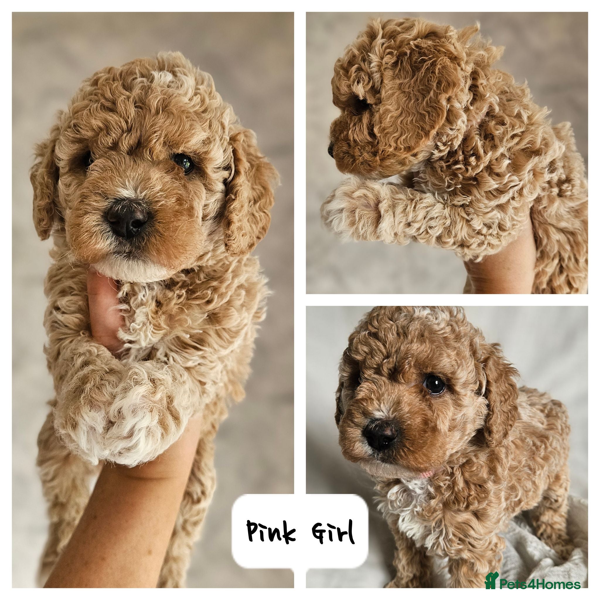 Mini Goldendoodle dogs ✨️ Beautiful Toy Goldendoodle Pups 🐾  - Advert 2