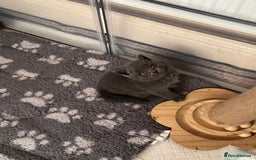 British Shorthair cats for sale: Champion bloodline British short gccf registerd  - Image 6