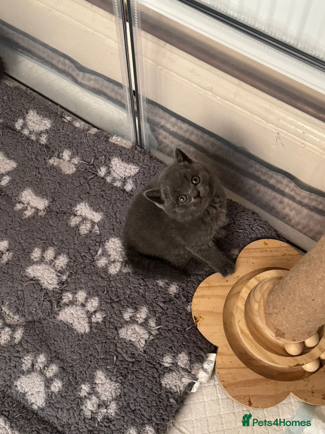 British Shorthair cats for sale: Champion bloodline British short gccf registerd  - Image 6