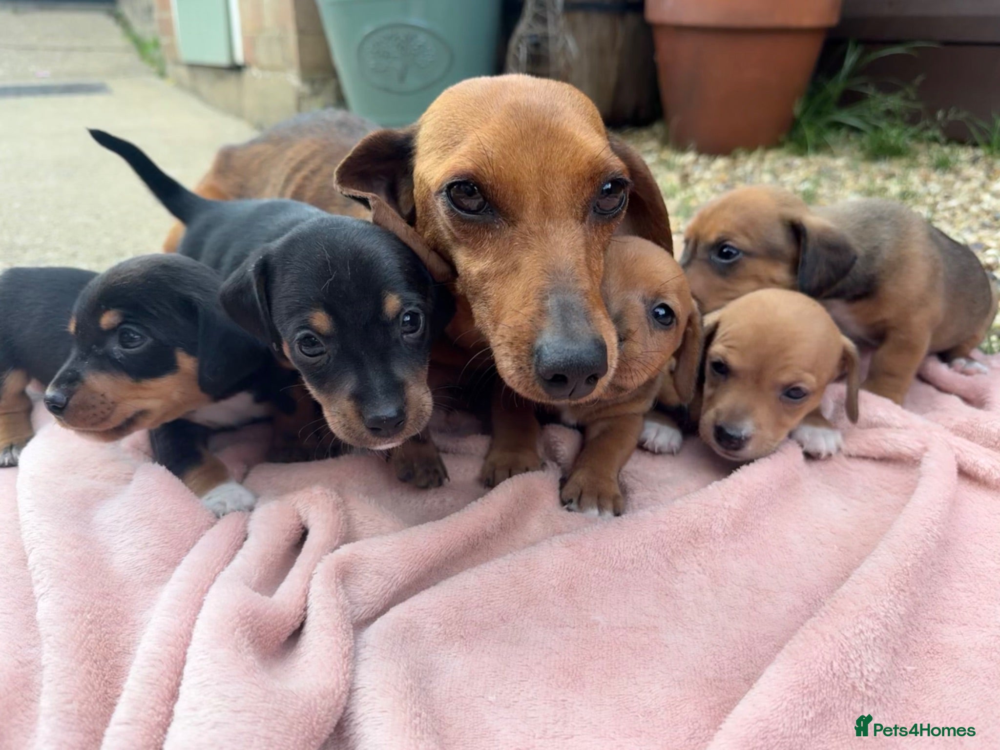 Jackshund dogs Daschund x Jack russell puppies  - Advert 1