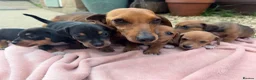 Jackshund dogs for sale: Daschund x Jack russell puppies  - Advert 1