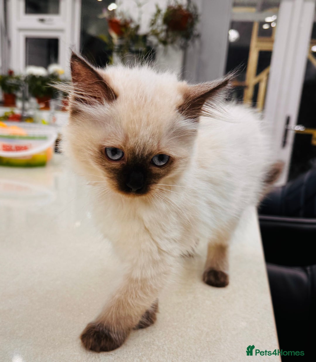Ragdoll cats for sale: Urgent - 1 Purebred Ragdoll Kitten left in London - Image 12