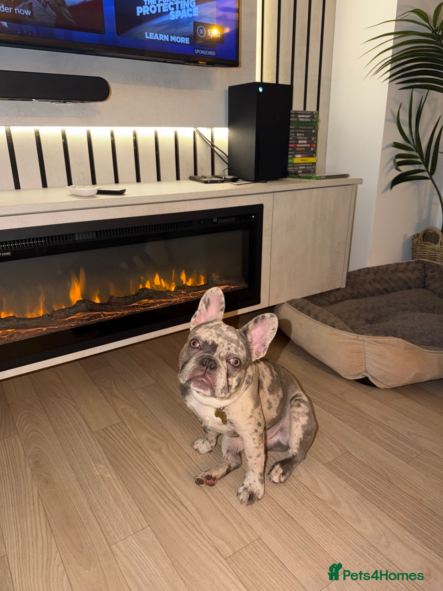 French Bulldog dogs French Bulldog 8 months old - Advert 1