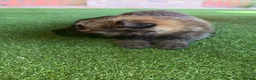 German Shepherd dogs for sale: German shepherd pups - Advert 5