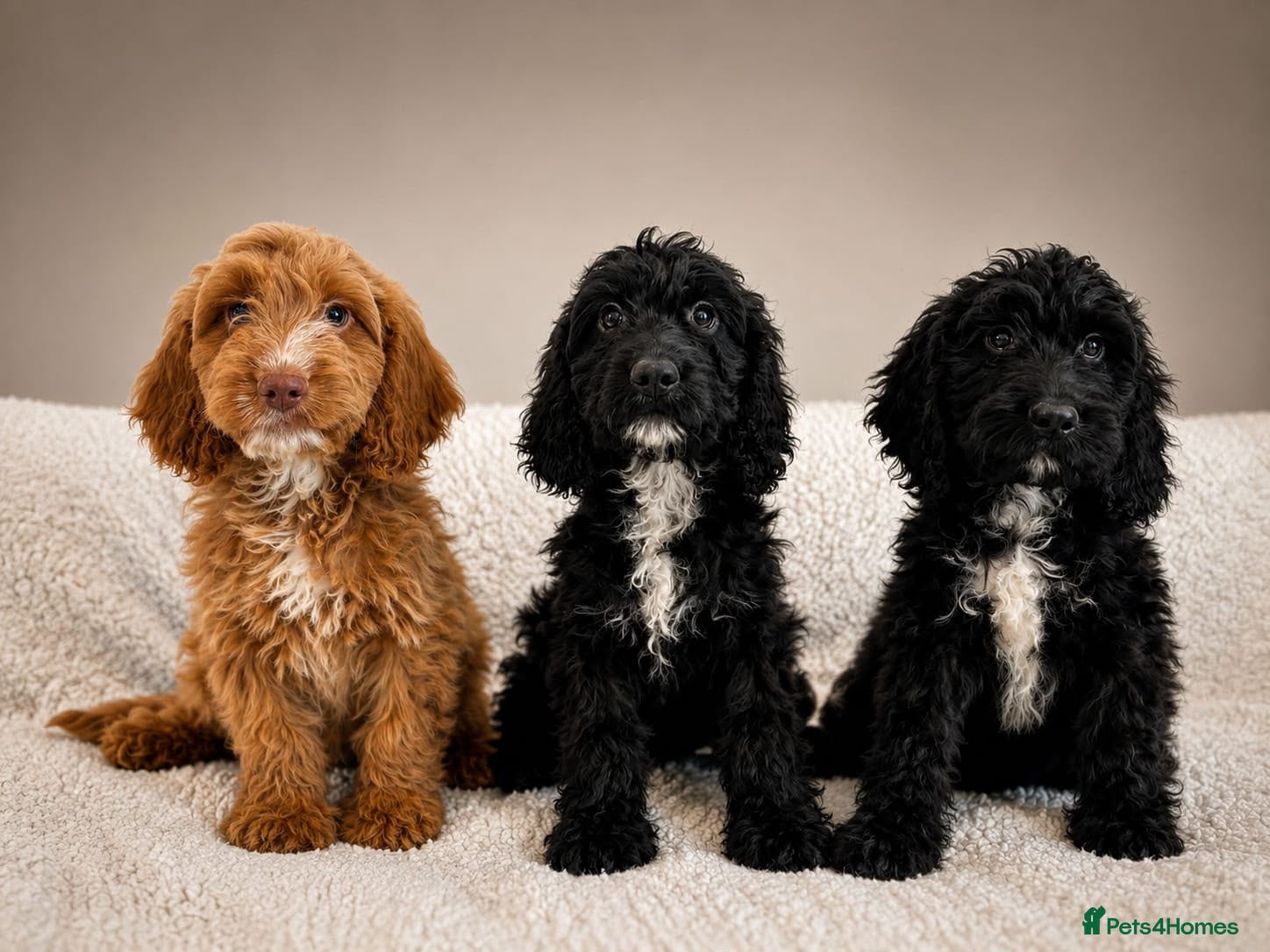 Cockapoo dogs Beautiful F1 Cockapoos Fully  Vaccinated Ready Now - Advert 15