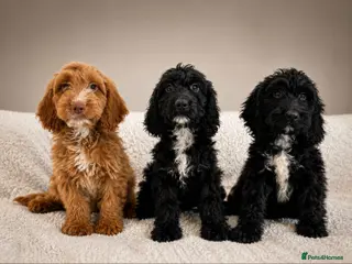 Cockapoo dogs Beautiful F1 Cockapoos Fully Vaccinated Ready Now - Advert 15