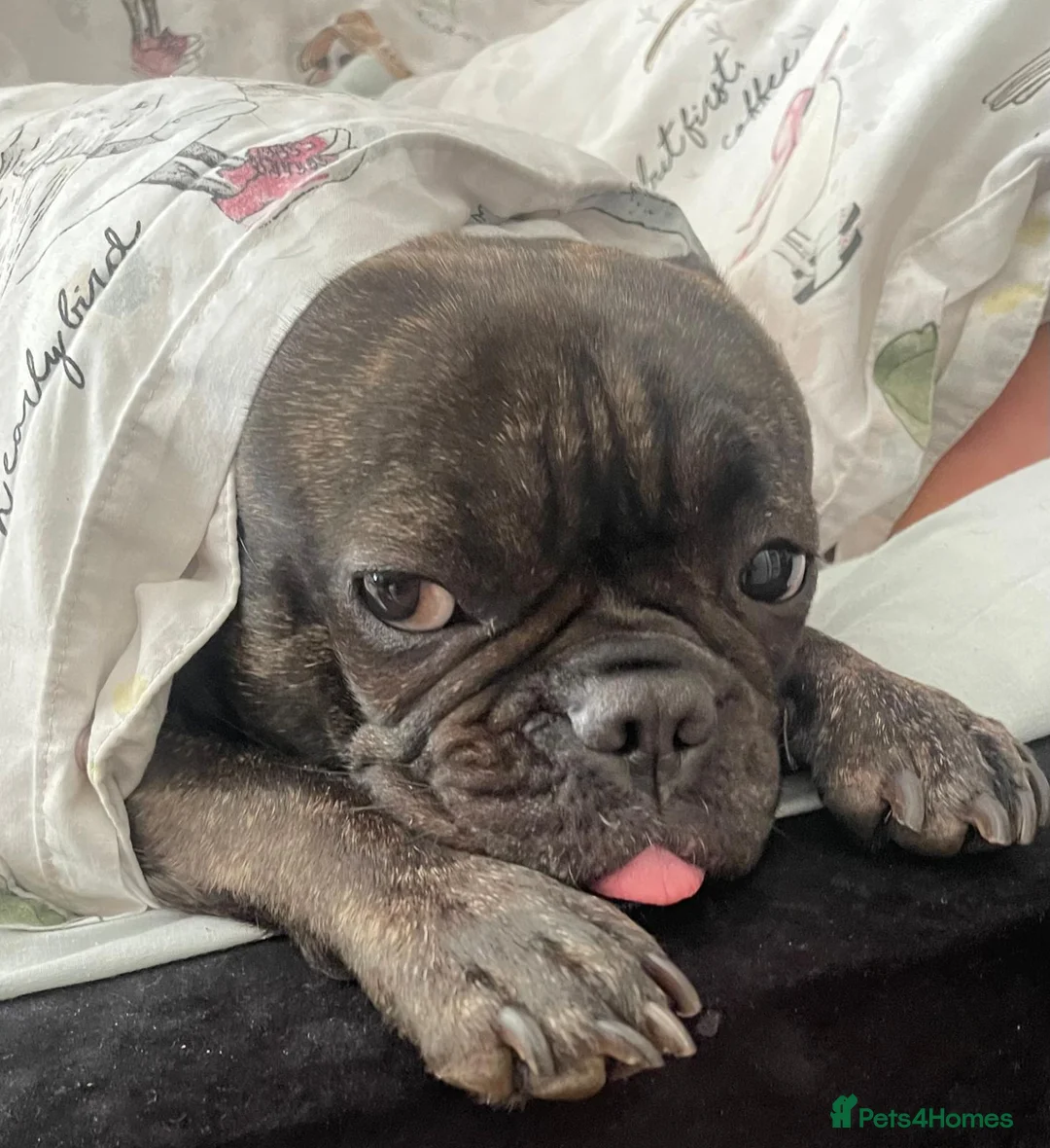 French Bulldog dogs for sale: Beautiful "Pebbles" - Advert 2