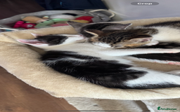 Domestic Shorthair cats for sale: 2 boy kittens for sale from 2 separate litters - Image 2