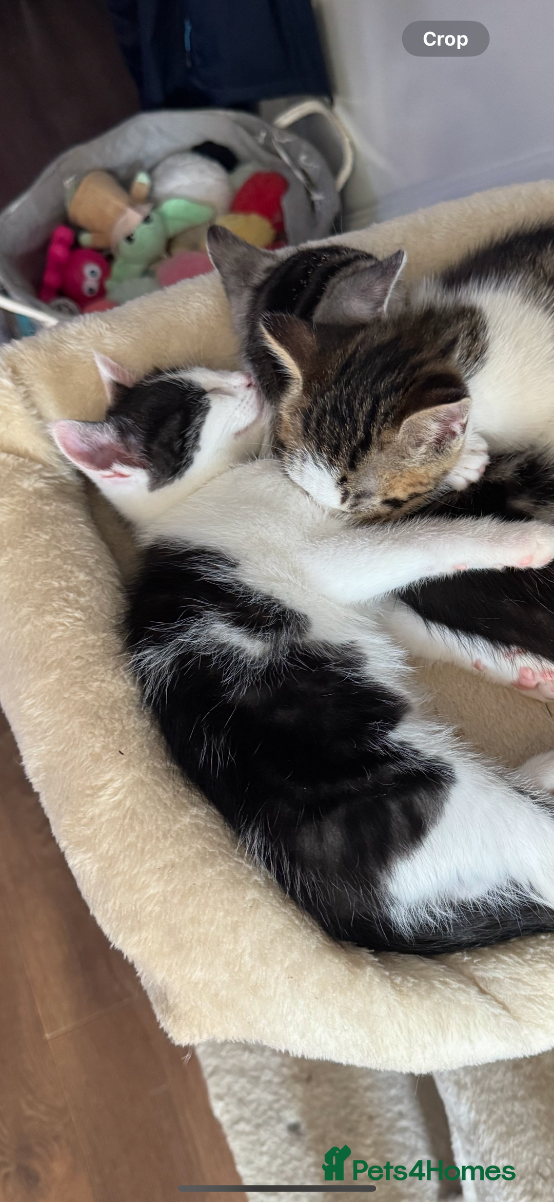 Domestic Shorthair cats for sale: 2 boy kittens for sale from 2 separate litters - Image 2