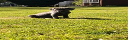 Cane Corso dogs for sale: 5 Towns Corsos Spring litter  - Advert 26