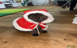 Scottish Fold cats for stud: Studd Scottish fold 200 - Image 6