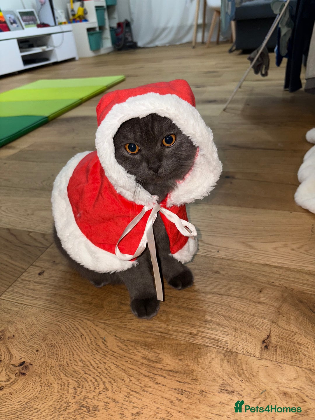 Scottish Fold cats for stud: Studd Scottish fold 200 - Image 6