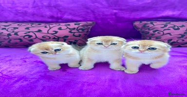 Scottish Fold cats - Advert 10