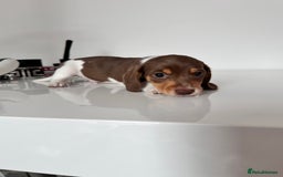Miniature Dachshund dogs for sale: Kc registered mini Dachshund quality puppies  - Image 3
