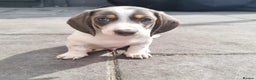 Miniature Dachshund dogs for stud: BLUE DAPPLE PIEBALD STUD CARRYING LONG HAIR CHOCO in Liverpool - Advert 39