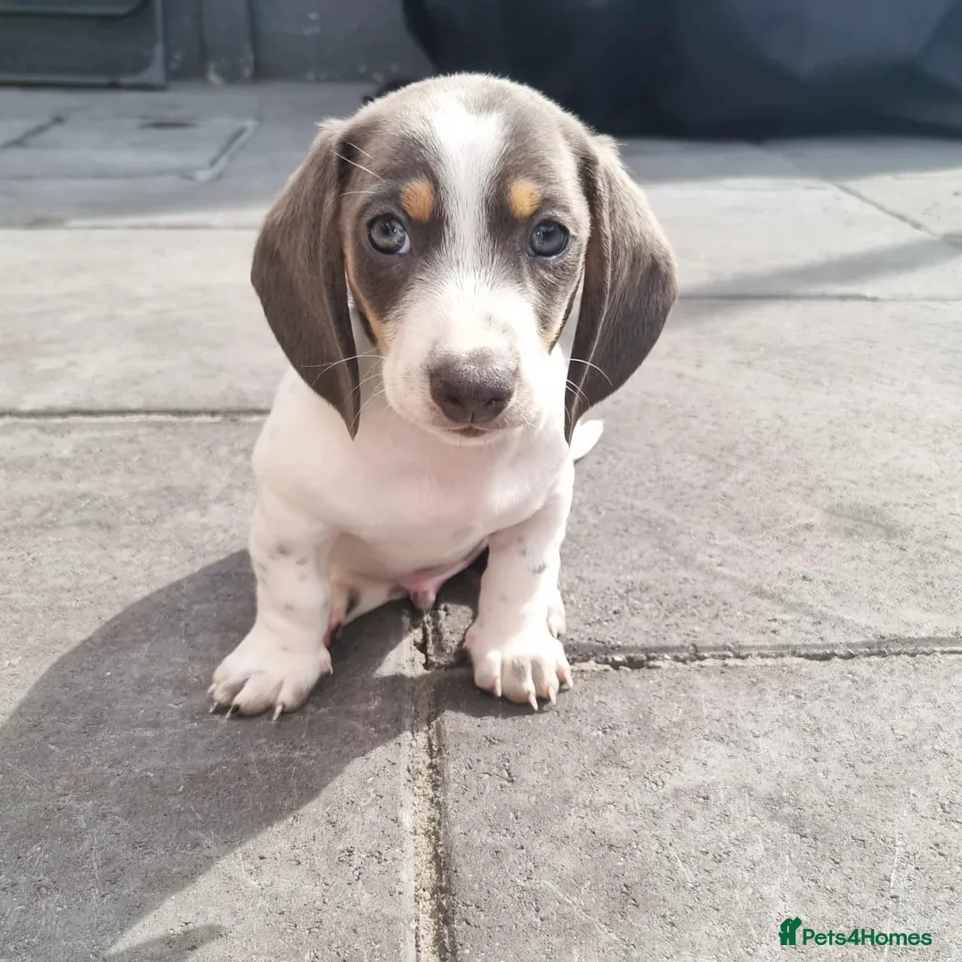 Miniature Dachshund dogs for stud: BLUE DAPPLE PIEBALD STUD CARRYING LONG HAIR CHOCO in Liverpool - Advert 39